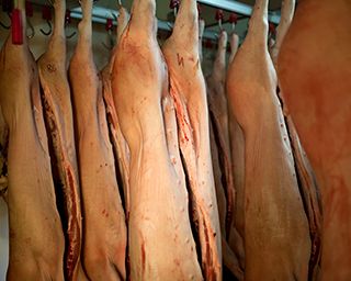 Das Unternehmen „Cariani – Porchetta Umbra di Bevagna“ entsteht im Jahr 1982