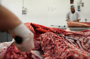 Cariani - Vorbereitung der traditionellen Methode der Bevagna